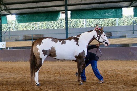 DF1  Cavalo é pintado com tinta durante atividade na Hípica de